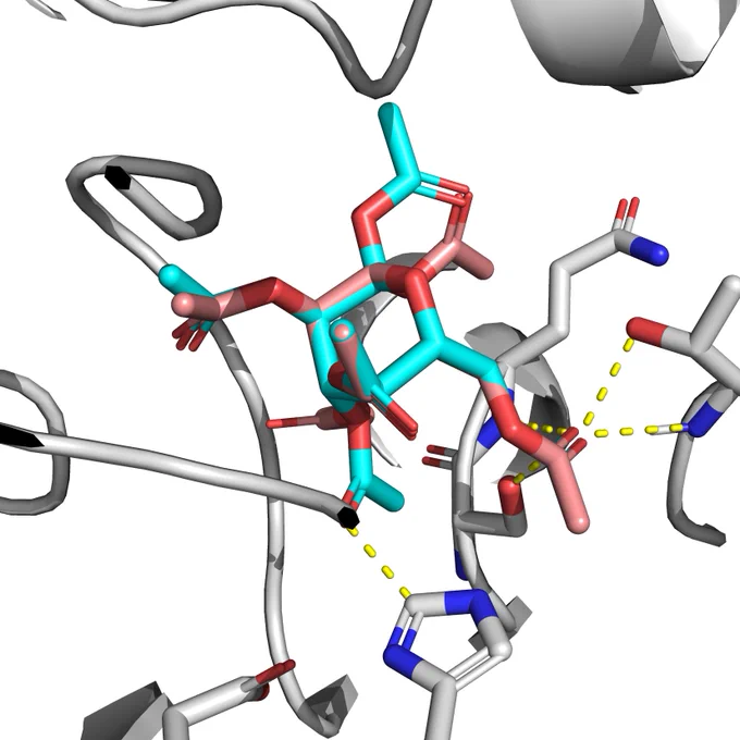 Spatial representation of α (cyan) and β (pink) anomers of 1 in CAL-B binding site