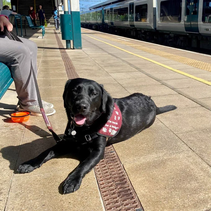 Black Labrador Tegan is lying on the floor at a railway station platform. There is a train behind Tegan and she is wearing her burgundy jacket, which has text on reading 'I'm learning to be a hearing dog'