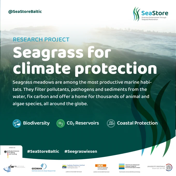 RESEARCH PROJECT
Seagrass for
climate protection
Seagrass meadows are among the most productive marine habitats. They filter pollutants, pathogens and sediments from the water, fix carbon and offer a home for thousands of animal and algae species, all around the globe.