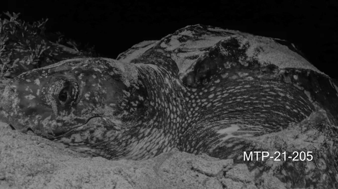 Black and white close up on the face of a leatherback sea turtle nesting on the beach.