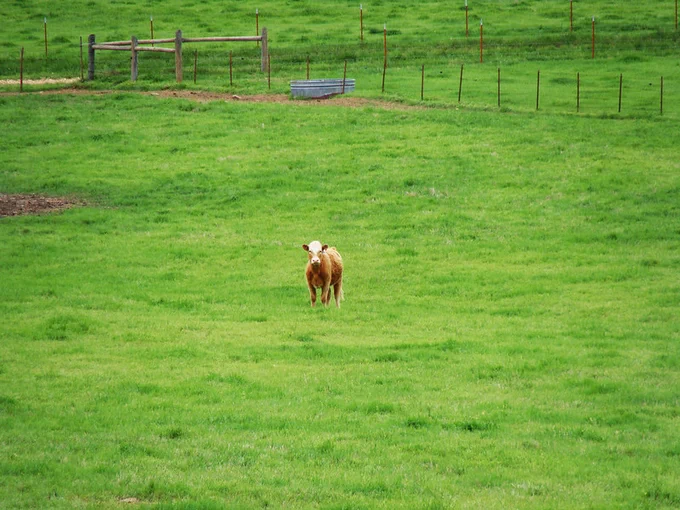 Lone cow in the middle of a green pasture. 