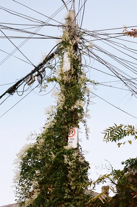 Image 3) A pole that is connected to multiple dark wires is overtaken by plants. Green, leafy vines climb up the pole obstructing street signs and the pole itself.