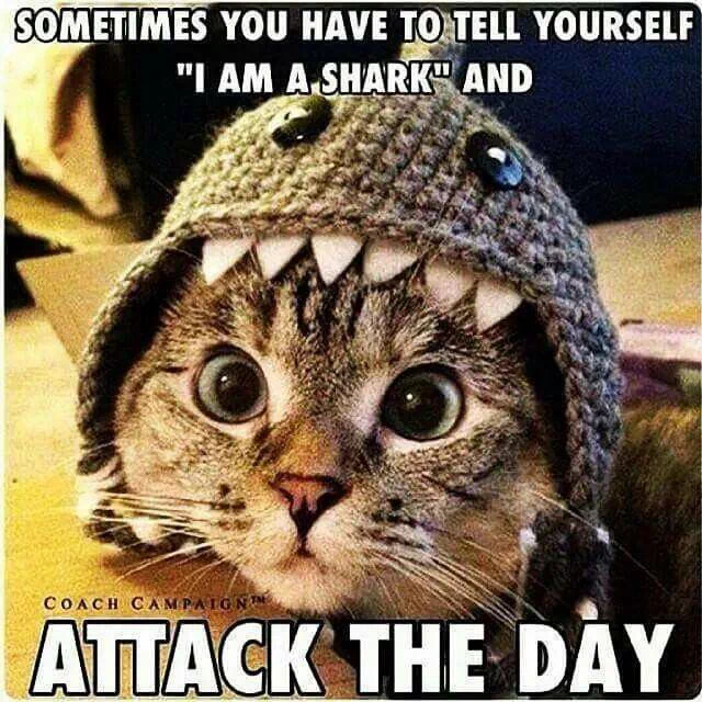 Photo of a tabby kitten with a knit shark hat, with tiny white teetch framing its wide eyed face. Captioned: Sometimes yo uhave ot tell yourself “I am a shark” and attack the day