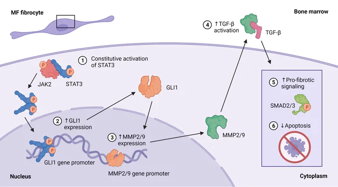 GLI1 activates pro-fibrotic pathways in myelofibrosis fibrocytes