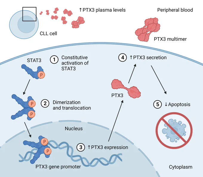 STAT3 activates the pentraxin 3 gene in chronic lymphocytic leukemia cells