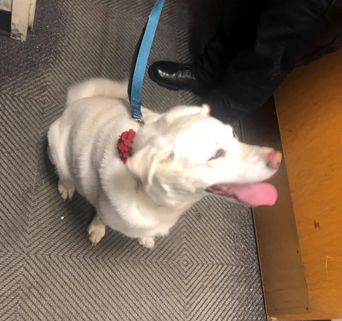 We found this lovely lady running down Obery Street.  She is here with us now, but will be spending the night with the Animal Control in Cedarville if anyone recognizes her. 508-888-1186