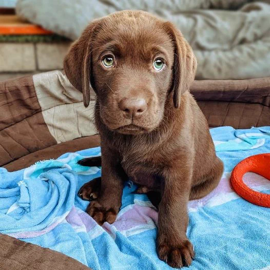 Chocolate Lab Puppy