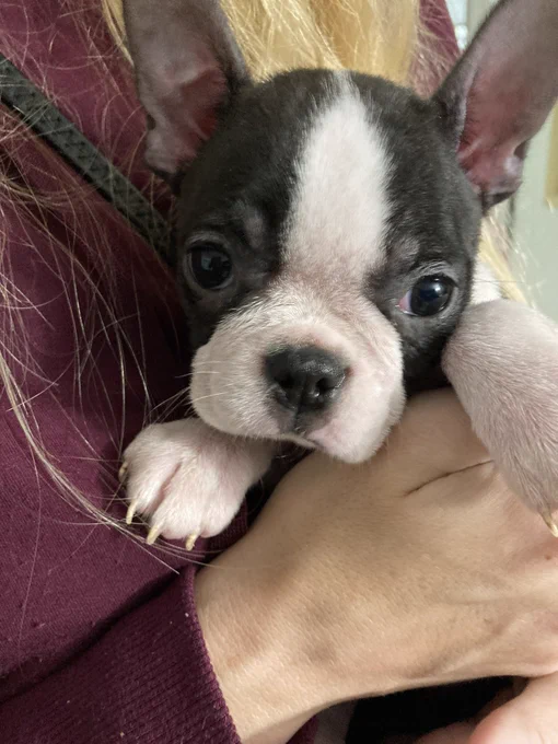 Kelly holding Boston terrier puppy