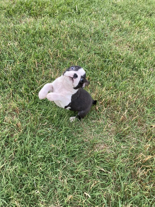 Derpy Boston terrier leaping in grass