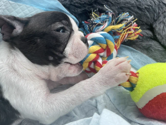 Boston terrier puppy chewing rope and ball toy