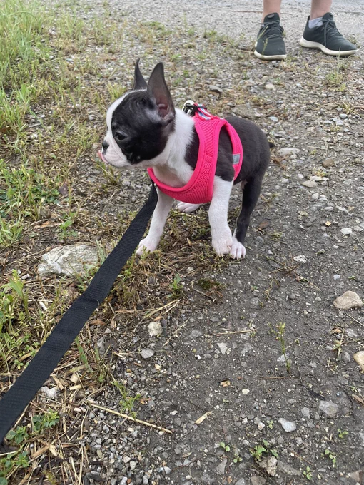 Tiny Boston terrier puppy in pink harness at a park