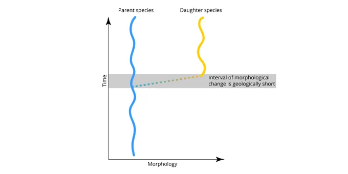 Diagram that illustrates the idea of punctuated equilibrium.