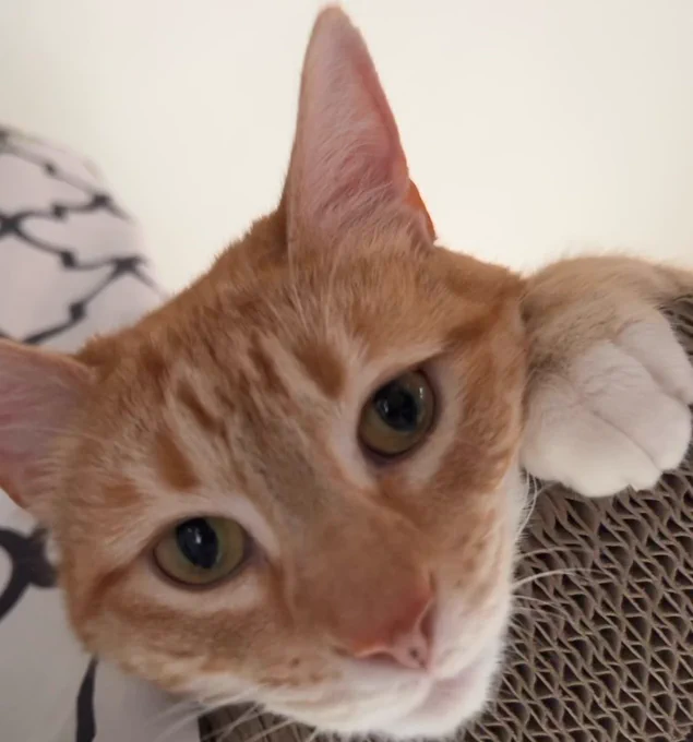 An orange cat looking down over the edge of a cardboard scratchy shelf