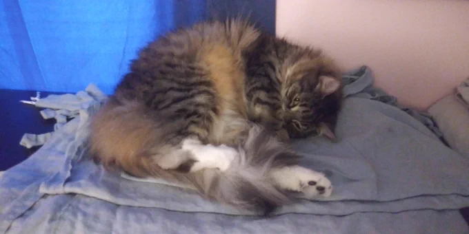 Floofy cat