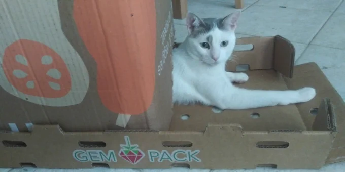 Lurking fierce cat