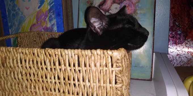 Basket nap cat