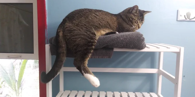 Recumbent shelf cat