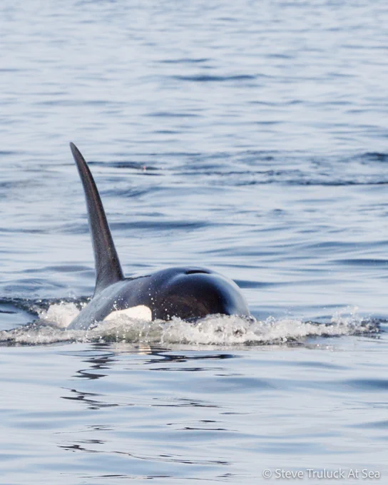 An orca splashing at the surface of the sea.