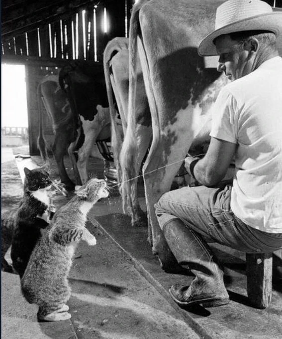 Cats catching squirts of milk during milking at a dairy farm in California. 