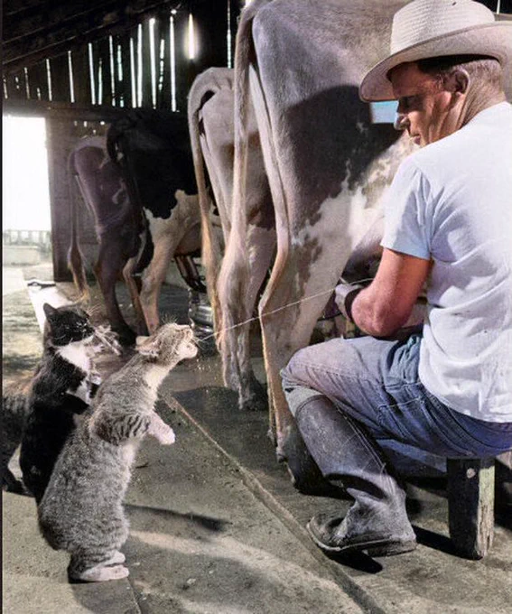 Cats catching squirts of milk during milking at a dairy farm in California. 