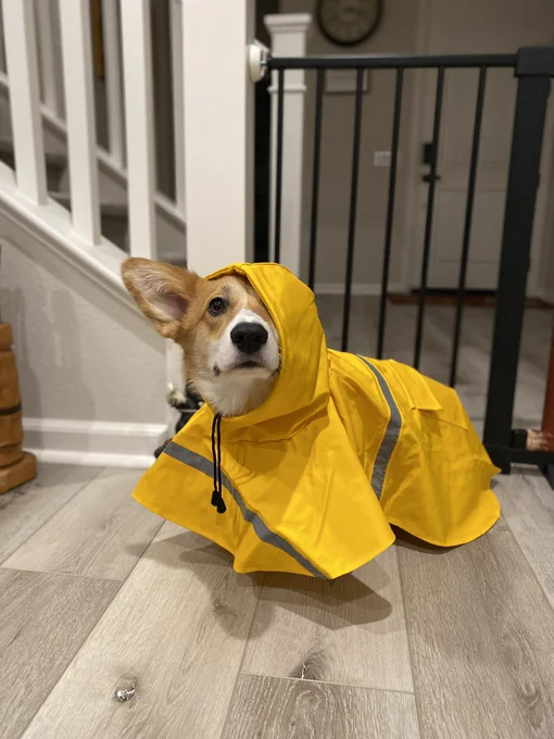 tan and white corgi wearing an oversized yellow rain coat. only his face is sticking out from under the hood and one ear. he looks upset.