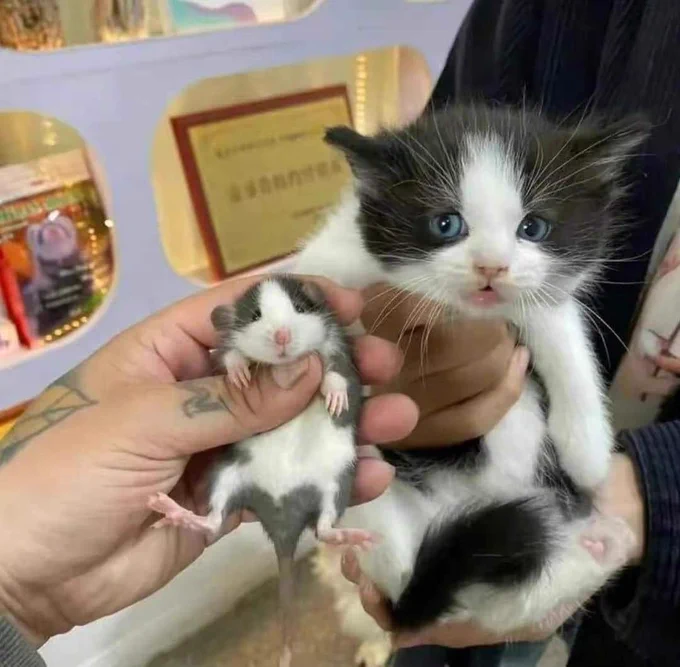 gatinho branco e cinza escuro na mão de uma pessoa e uma ratinho branco e cinza na mão de outra pessoa e os dois bichinhos tem a mesma formação de cores