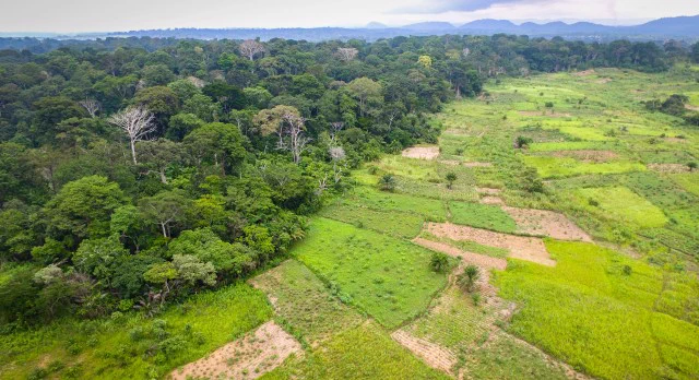Aerial view of a forest in Cameroon.