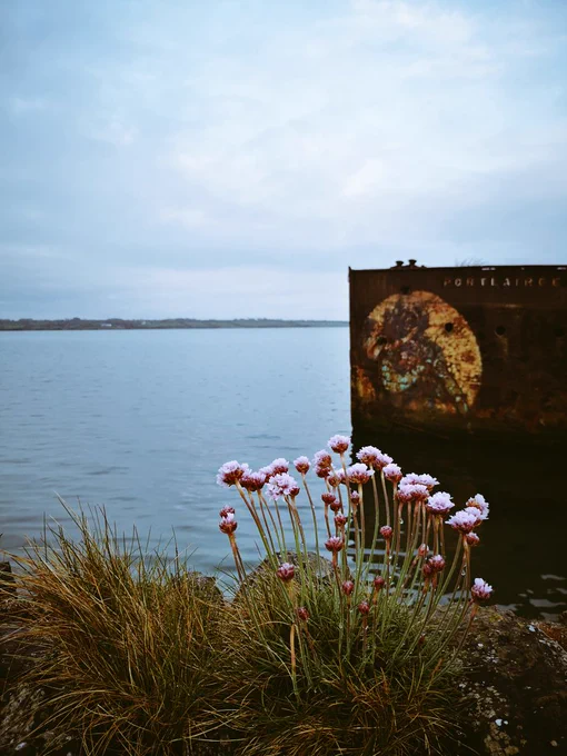Pink sea thrift on a sea stone wall next to rusty shipwreck. 