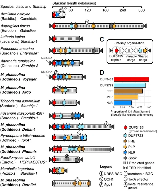 Illustrations of various Starship elements from a wide diversity of filamentous fungi. Conserved cargo genes are highlighted.