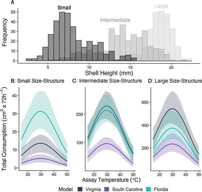 Exploring population-level feeding as a function of population-specific feeding parameters and size structures. (A) Size structure of Littoraria irrorata from three sites that exhibit different size structure but similar densities.

Predicted population-level thermal performance curves (TPCs) for feeding based on the best-fitting Gaussian model (without mass or temperature dependencies but with site-specific estimates of Topt [temperature at which feeding rate is maximal], bmax [an individual’s peak rate of feeding occurring at Topt], c [controls the width of the thermal performance curve], and α [mass-scaling exponent]) for populations from Virginia, South Carolina, and Florida and applied to the size structure of three populations that span a range of size distributions: (B) small, (C) intermediate, and (D) large size structures. Confidence intervals (95%) were bootstrapped using 500 runs and were based on uncertainty in the TPC parameters (not the size structure).