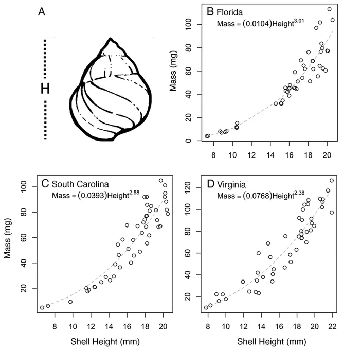 Creating site-specific regressions for Littoraria irrorata. (A) Diagram of Littoraria irrorata depicting shell height (H). Shell height-dry mass regressions for L. irrorata for three study sites: (B) Florida, (C) South Carolina, and (D) Virginia. Dry mass (mg) is measured with the shell removed but operculum intact.