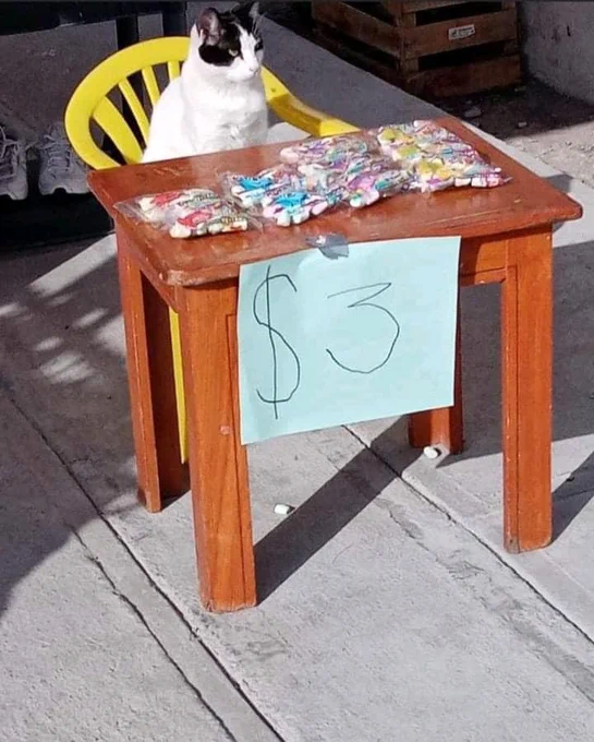 A cat is selling packets of sweets at a makeshift street stall. Her wares are three dollars each. Throw in a pet with the merchant and it's a bargain at any price.