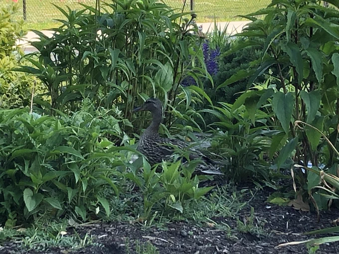 duck