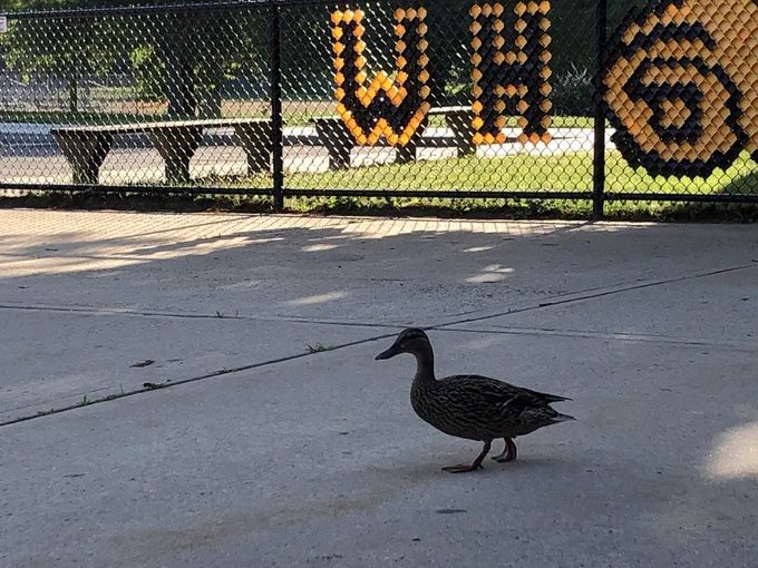 duck