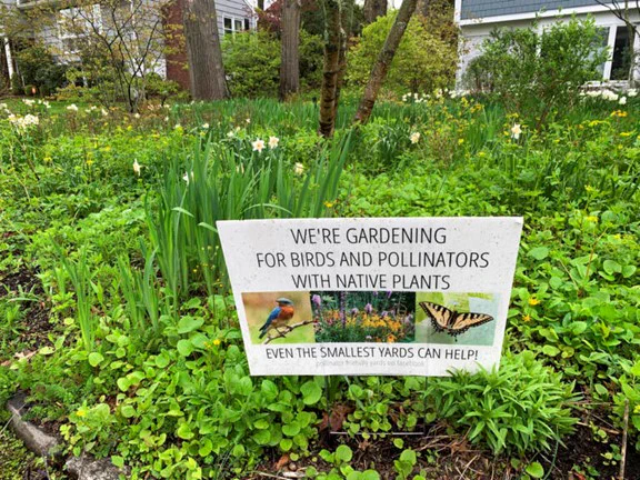 A front yard full of native plants with a sign that promotes native plants to help birds and pollinators