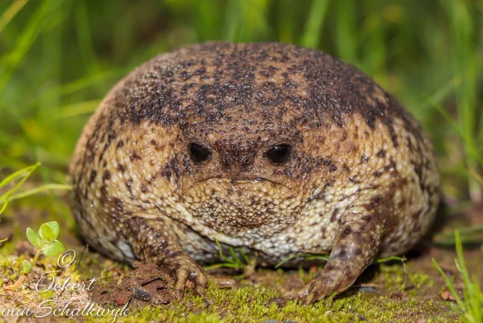 Sapo visto frontalmente. Seu rosto é bem curto e tem a aparência de zangado. Seus membros também são curtos. Sua coloração varia entre tons de bege e de marrom e seus olhos são pretos. Está no meio de uns capins