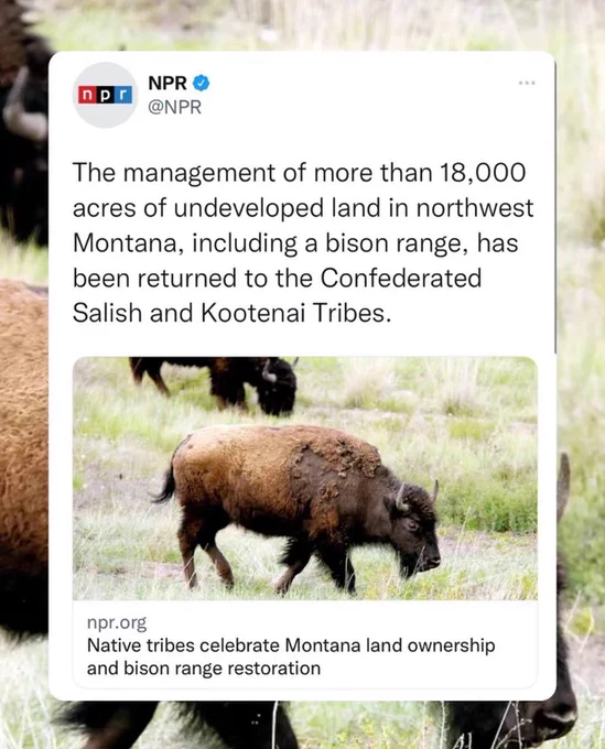 A tweet for @NPR that reads "The management of more than 18,000 acres of undeveloped land in northwest Montana, including a bison range, has been returned to the Confederated Salish and Kootenai Tribes." Follow by a picture if a bison in the grass.