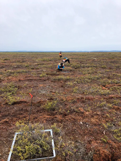 Three researchers in an open peatland with a greenhouse gas flux plot in the foreground.