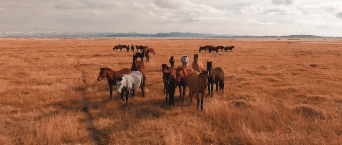 A still from the film Echoes Of The Empire: Beyond Genghis Khan. A group of horses - mostly brown, two grey - stands amid the brown grass of the steppe, with mountains in the far distance.