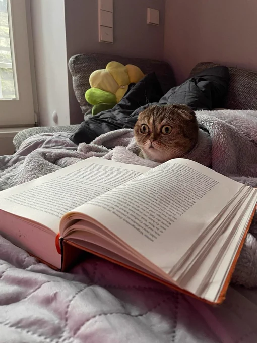 why cats shouldn't learn to read in one photo