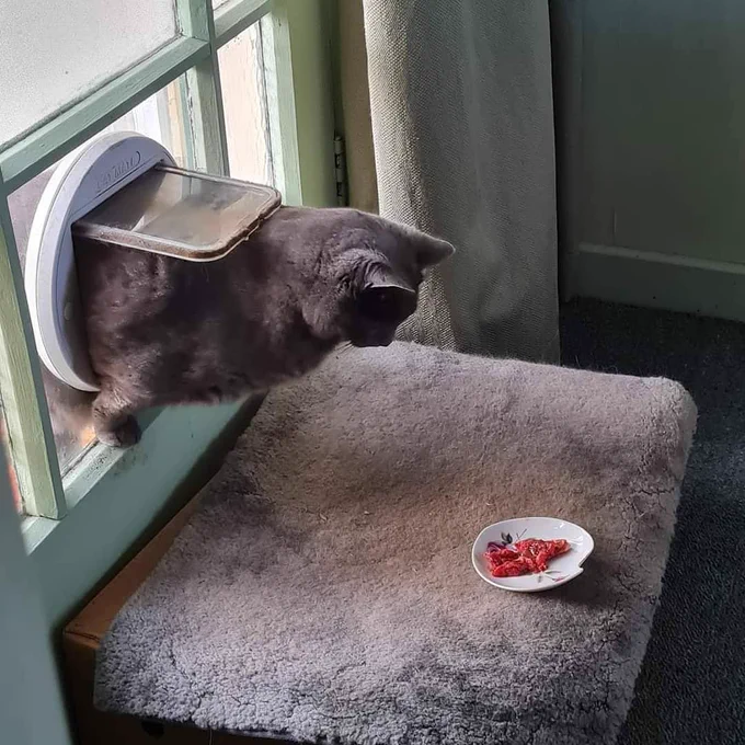 not his cat door