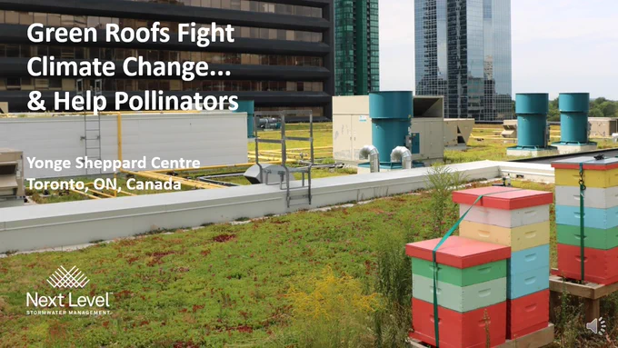 These greenroofs in Toronto's urban core show beehives in the forefront while skyscrapers enjoy the pleasing aesthetics of nature on rooftops.