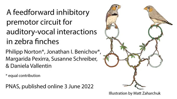 Two zebra finches, perched on a representation of a model neuronal circuit, illustrates as interconnected rings. Text: A feed-forward inhibitory premotor circuit for auditory-vocal interactions in zebra finches. Follow link for more information.