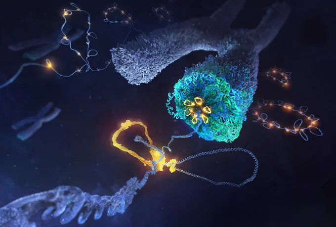 Credit: Tobias Wüstefeld/Illustratoren.de. Artists view of condensin folding DNA into loops to build a mitotic chromosome.