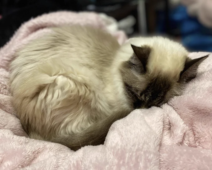 Pamcake the seal tabby point Birman cat is curled up on a light pink fluffy blanket, half burying her face in the blanket, fast asleep in a tiny ball.