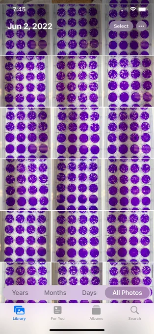 Screenshot of my camera roll with picture after picture of purple stained plaque assays.