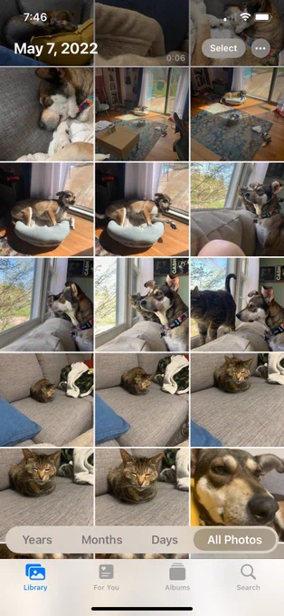 Another camera roll screenshot, this time with various pictures of my pets sleeping or looking out the window. There is a shepherd/lab mix puppy and two different torbie standard issue cats.