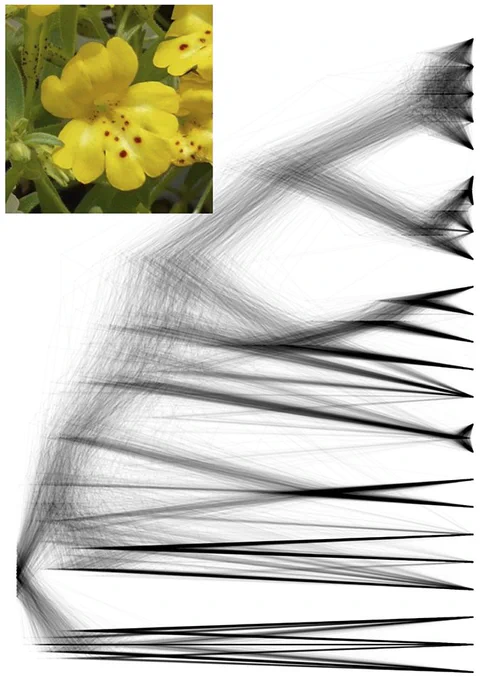A cloudogram of Phrymaceae and an image of Erythranthe bicolor.