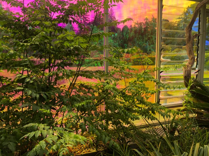 You used to call it blue sometimes, transparent dichroic film on the windows of Mount Stuart's kitchen garden. An artwork by Abbas Akhavan.