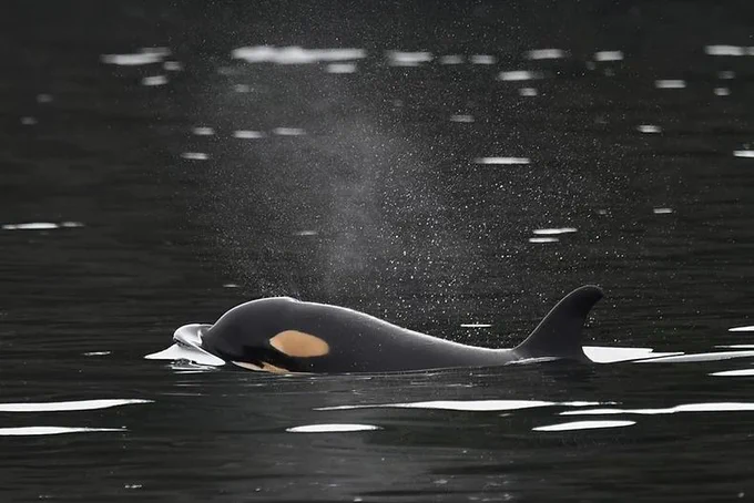 A young whale calf spouts a spray of water on the surface of Puget Sound